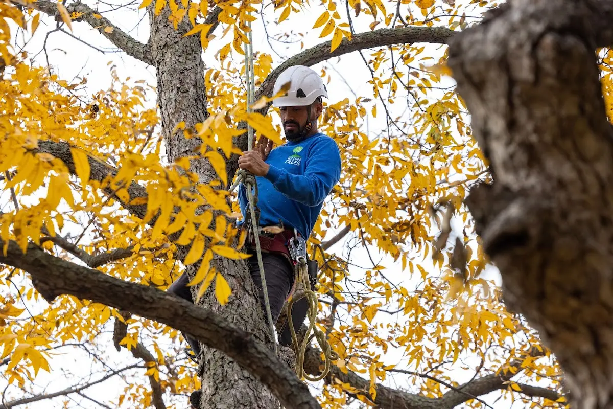 Skilled Tree Trimming crew working in Orient