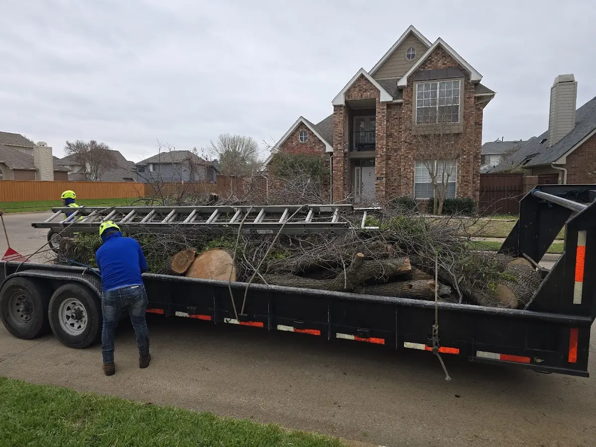 Expert Tree Pest Control with proper safety equipment in Orient